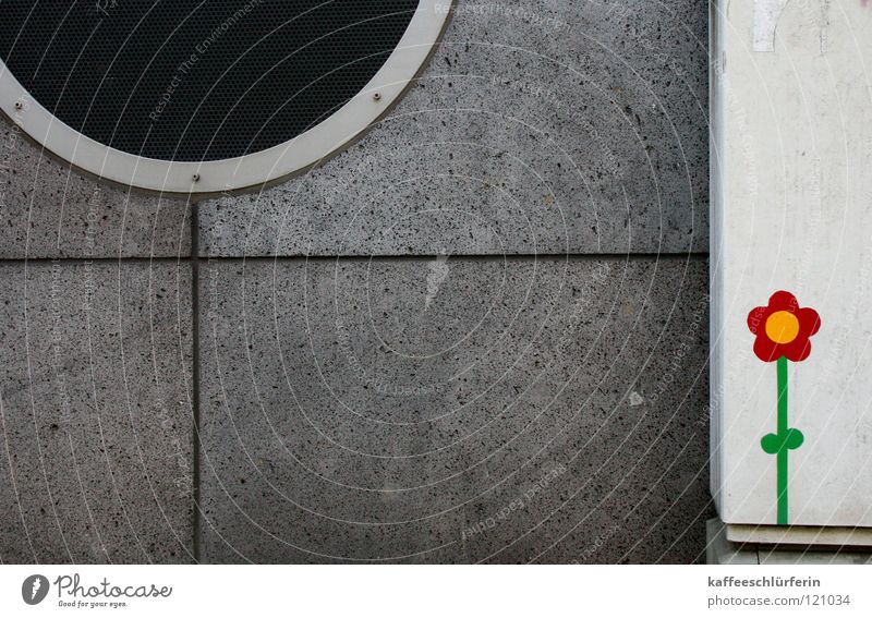 greyish. Wall (barrier) Wall (building) Gray Flower Multicoloured Gloomy Painted Plant Town Detail wallflower loosen