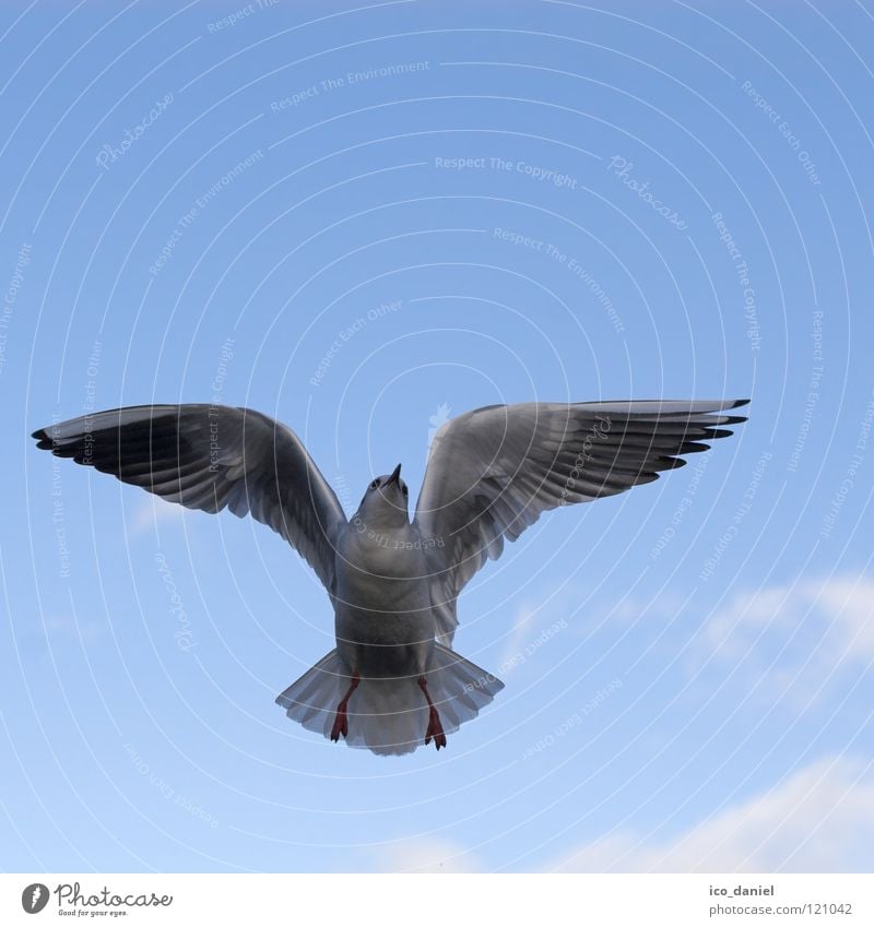 flying animal Seagull White Isar Ocean Air Clouds Span Bird Animal Glide Glider flight Beak Vociferous Flying Sky Free Wing Blue waterfowl River Aviation