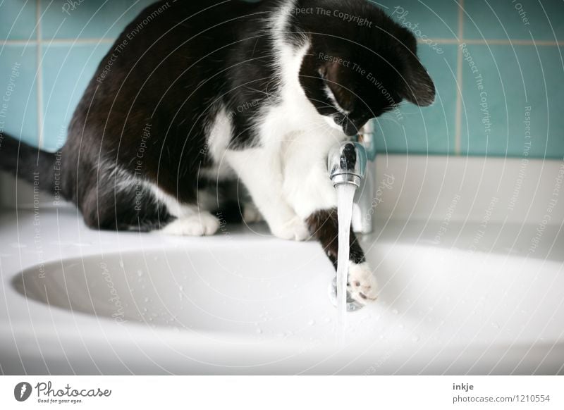 Cat life - test carefully Lifestyle Leisure and hobbies Living or residing Bathroom Deserted Animal Pet 1 Baby animal Tap Jet of water Vanity Sink Water Observe