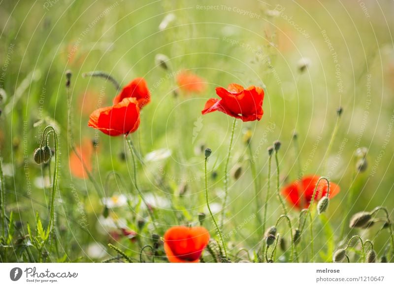 poppies Food Poppy Elegant Style Design Nature Plant Summer Beautiful weather Flower Wild plant Poppy field Corn poppy Blossom leave Meadow Field Drug addiction