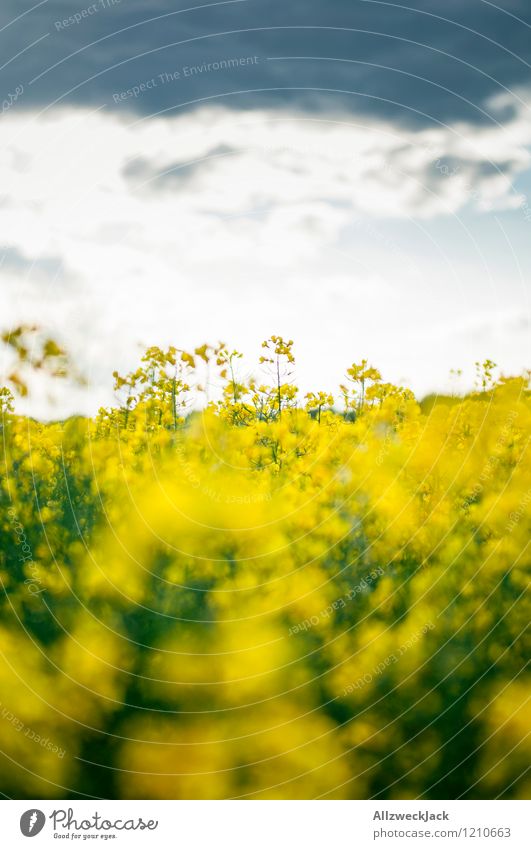 spring kitsch Landscape Plant Clouds Sunrise Sunset Spring Canola Canola field Field Crazy Yellow Colour Peace Horizon Kitsch Colour photo Exterior shot Detail