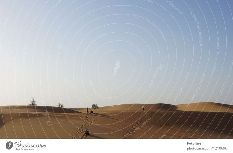 Traces in the sand Environment Nature Landscape Elements Sand Summer Plant Tree Desert Hot Bright Warmth Human being Tracks Far-off places Near and Middle East