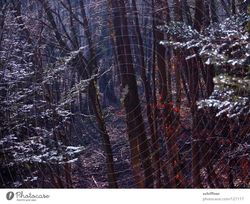 in the dark... Forest Winter Tree Wood Panic Undergrowth Slope Dark Leaf Leaf canopy Hiking Dark forest Tree trunk Forestry avalanche forest Fear