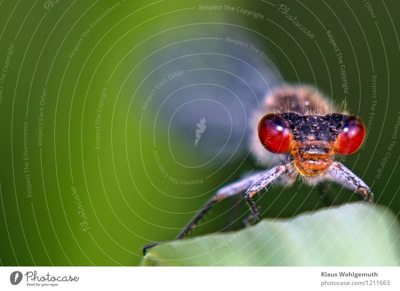 "Conjunctivitis" Small pomegranate eye Environment Nature Animal Spring Summer Plant Grass Leaf Meadow Field Forest Bog Marsh Pond Wild animal Animal face