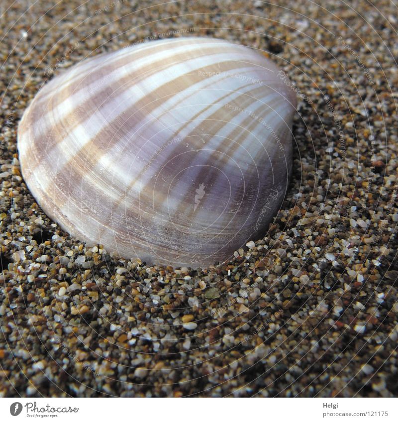 patterned shell lies in the coarse sand Mussel Beach Find Stripe Striped Pattern Ocean Grain of sand Gravel Pebble Coast Chic Beautiful Vacation & Travel White