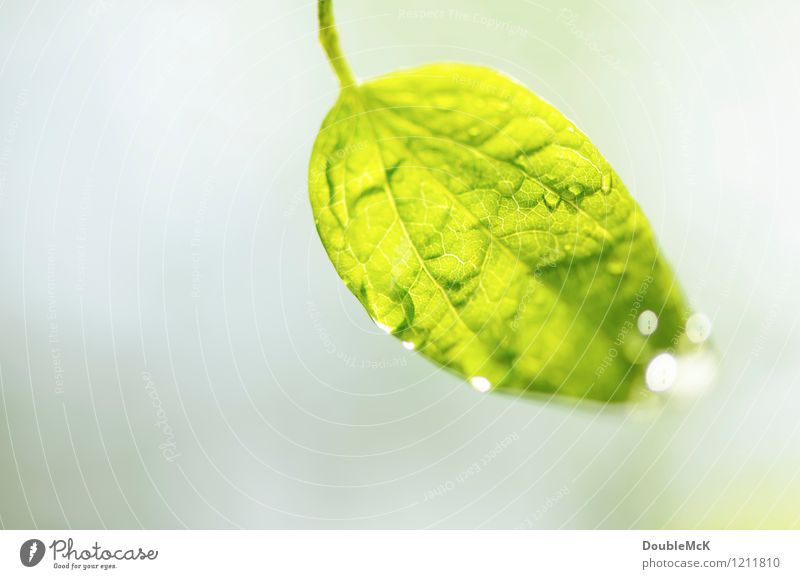 Green leaf with drops of water Environment Nature Plant Water Drops of water Beautiful weather flaked Blossoming hang Illuminate Fresh Bright natural Gray green