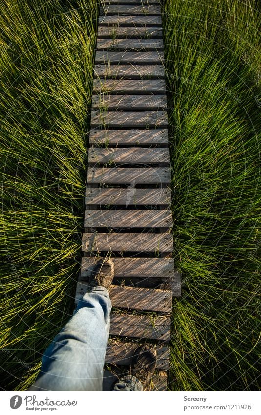 Step into the unknown Vacation & Travel Tourism Trip Hiking Human being Masculine Legs Feet 1 Nature Landscape Plant Spring Summer Grass High venn Bog Eifel