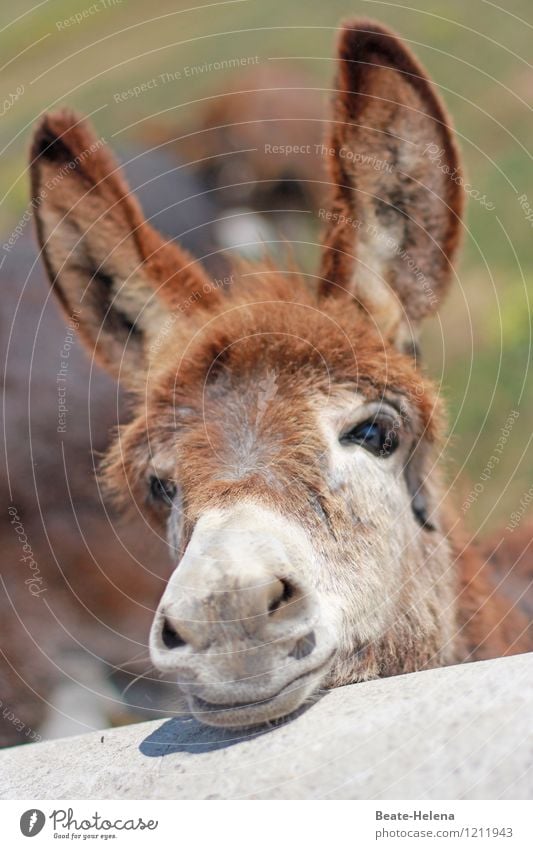 Donkey ears are simply beautiful ... Beautiful Vacation & Travel Tourism Trip Summer Summer vacation Sun Nature Animal Dog-ear Observe Relaxation Wait Exotic