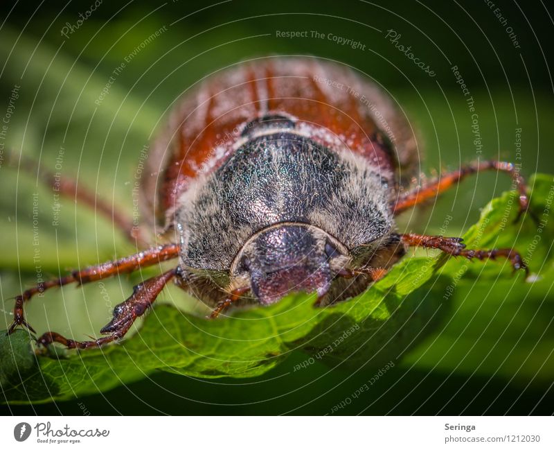 midday nap Nature Plant Animal Sun Sunlight Summer Beautiful weather Tree Flower Grass Bushes Garden Park Meadow Field Forest Fly Beetle Animal face Wing 1