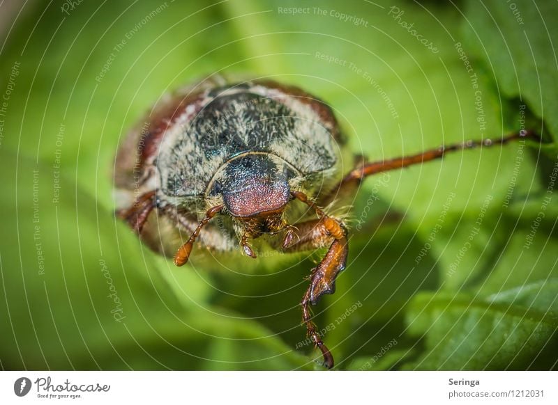 Hello my name is Fred Spring Plant Tree Flower Grass Bushes Garden Park Meadow Field Forest Animal Pet Beetle Animal face 1 Flying May bug Colour photo