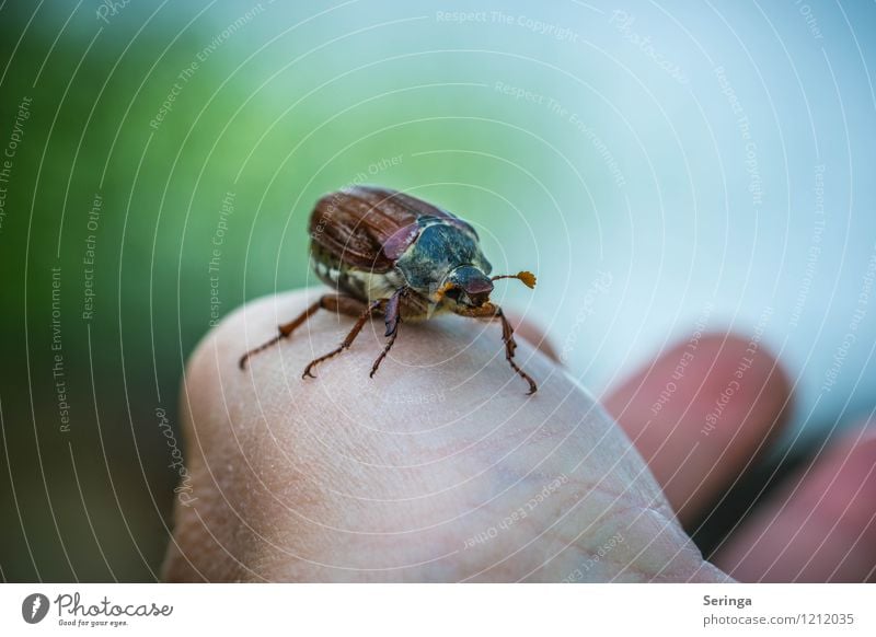 My faithful friend Environment Nature Landscape Plant Animal Sun Summer Autumn Beetle Animal face Wing May bug Exterior shot Close-up Detail