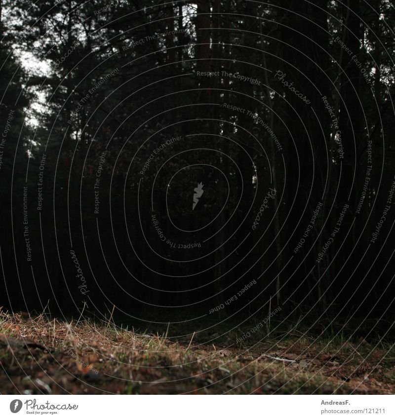 Run, Forrest! Forest Tree Undergrowth Fear Helpless Dark Night Creepy Panic Pursue Woodground Grass Walking Loneliness Calm Kidnap Branchage Worm's-eye view