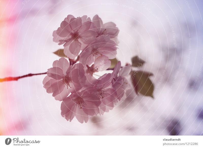 pink Environment Nature Plant Sky Spring Tree Blossom Cherry blossom Cherry tree Ornamental cherry Blossoming Retro Pink Glare effect Blur Colour photo