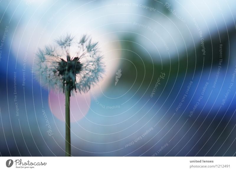 LO# Bokeh Art Esthetic Contentment Dandelion Flower Blossom Breath Blur Shallow depth of field Dreamily Meadow Flower meadow Colour photo Subdued colour