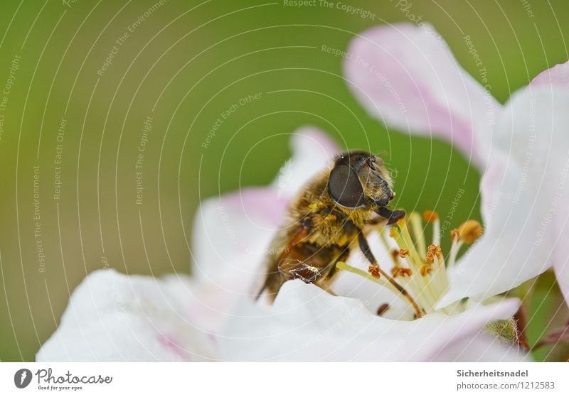 nom nom nom nom Nature Flower Blossom Bee Blossoming Eating Flying Cherry blossom Close-up Macro (Extreme close-up) Colour photo Exterior shot