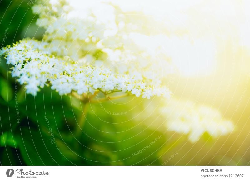 elderberry blossoms Lifestyle Style Design Summer Garden Nature Plant Sun Sunlight Spring Beautiful weather Leaf Blossom Park Fragrance Background picture Elder