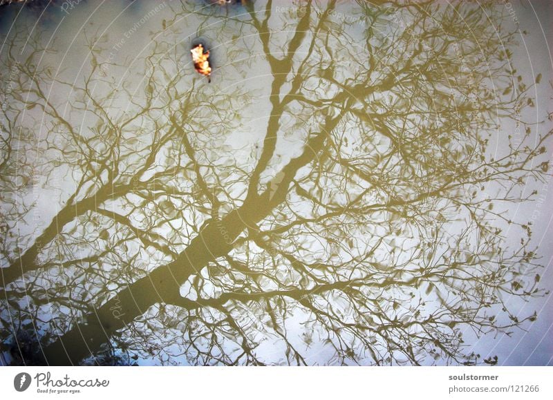 as painted... Tree Leaf Forest Puddle Reflection Rotated Beautiful Vignetting Black Gray Green Brown Watercolors Float in the water Still Life Waves Calm