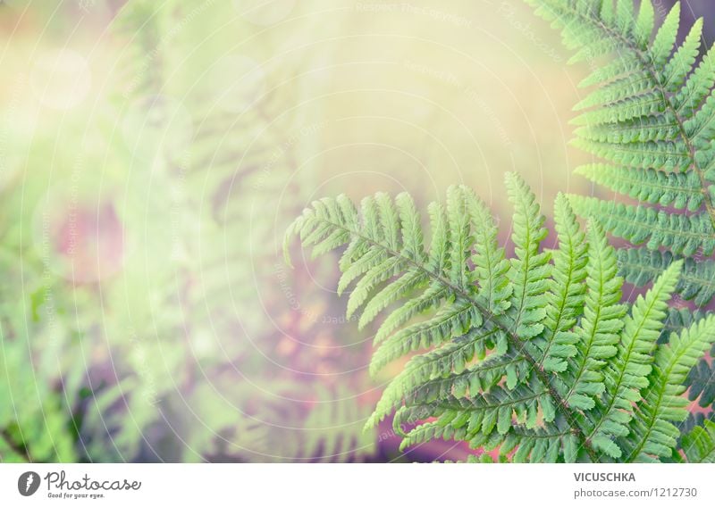 Fern Forest Lifestyle Style Design Far-off places Summer Garden Environment Nature Plant Spring Autumn Climate change Leaf Wild plant Exotic Park Virgin forest