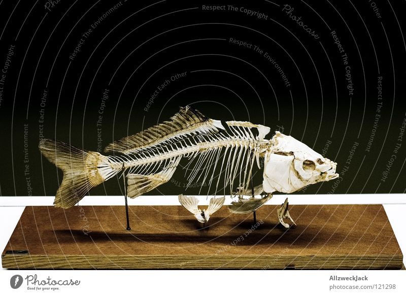 herringbone pattern Skeleton Fish bone Fishery Fishing (Angle) Biology Lessons Pattern Herringbone Old Placed Looking Exhibition Education skeletonized