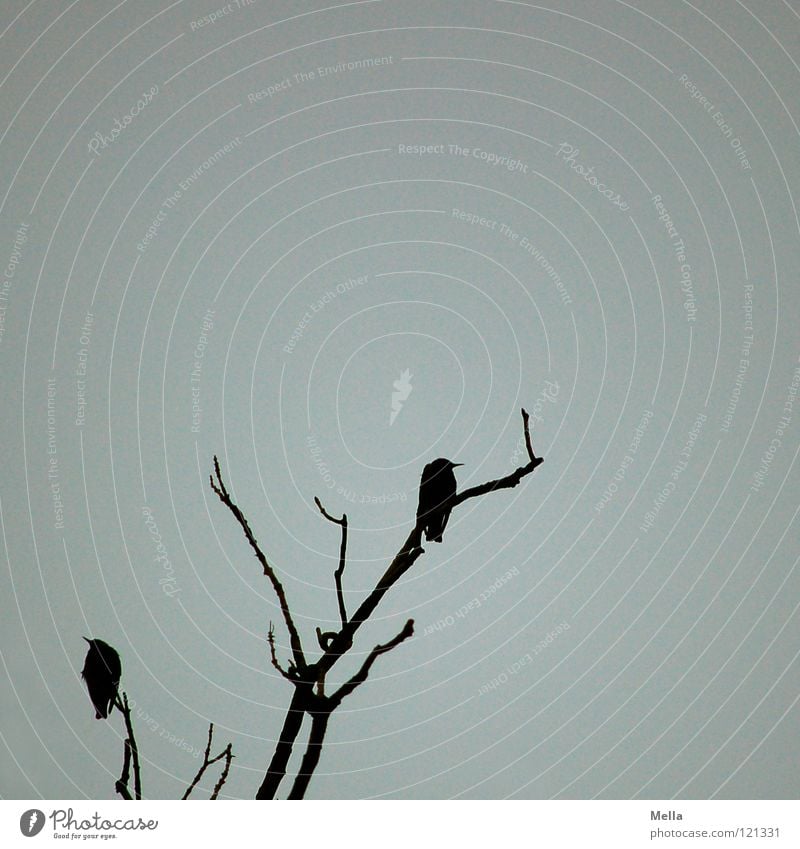 They're waiting Bird Tree Treetop Crouch Wait Motionless Threat Dark Eerie Empty Black Feather Beak Death Grief Cold Winter Gray Distress Transience Branch Twig