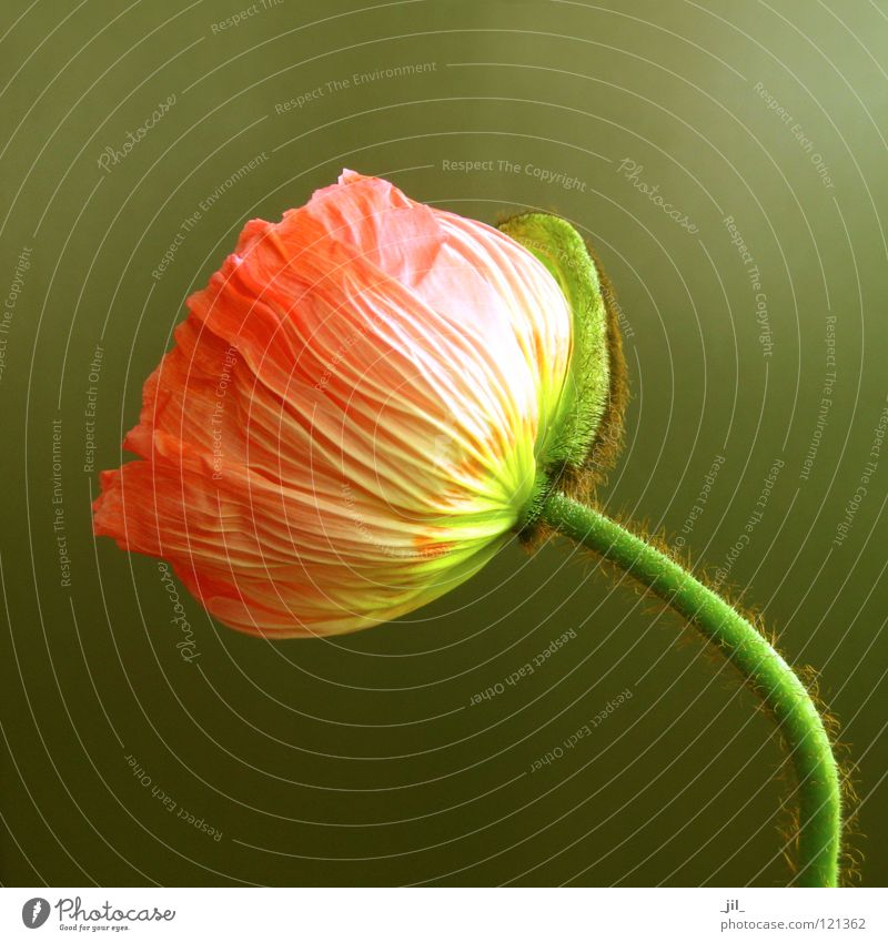 poppy Colour photo Close-up Structures and shapes Neutral Background Happy Beautiful Plant Flower Esthetic Exceptional Round Warmth Brown Yellow Green Joy