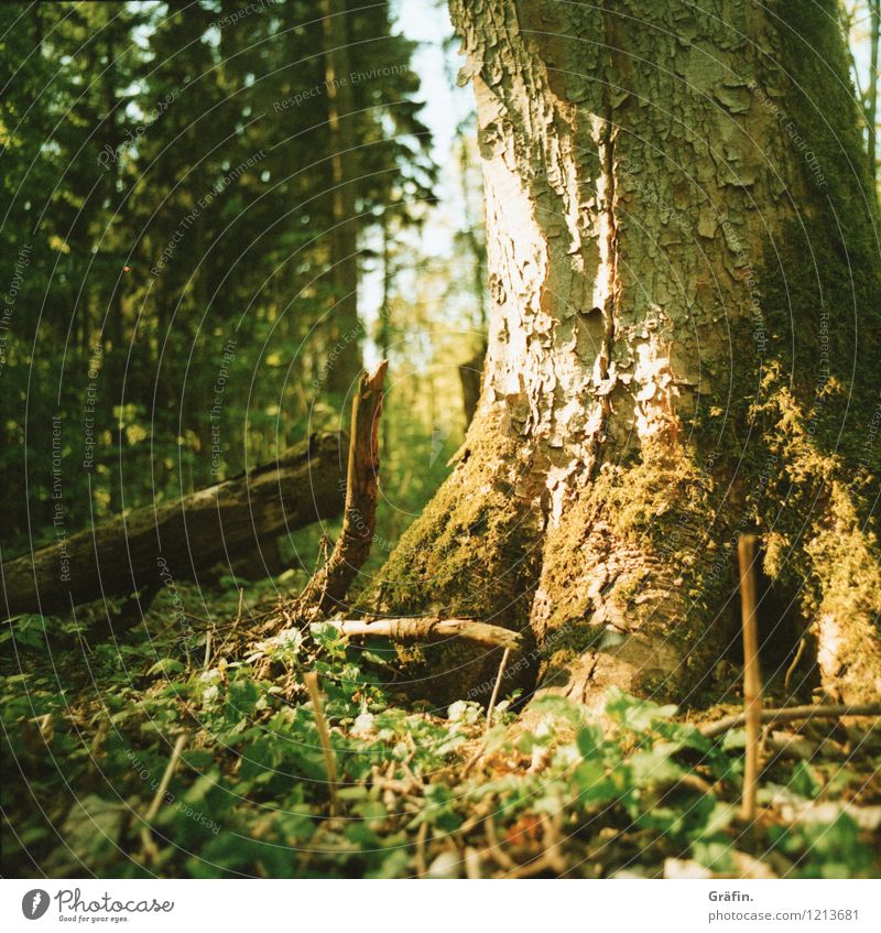 Sun-kissed tree Environment Nature Plant Sunlight Spring Summer Tree Bushes Moss Foliage plant Forest Glittering Illuminate Growth Wild Brown Yellow Green