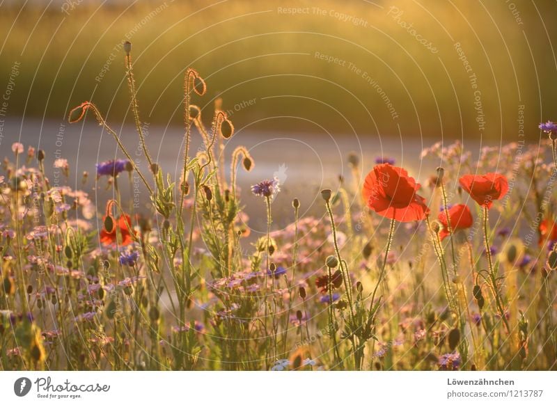 On the traffic island I Environment Nature Plant Summer Beautiful weather Flower Blossom Poppy Cornflower Poppy blossom Street refuge Blossoming Illuminate