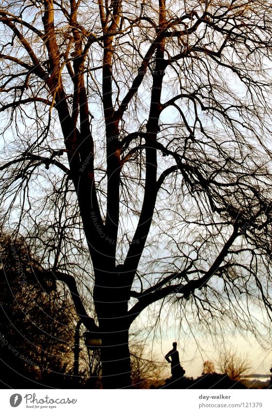 togetherness Tree Statue Branchage Twilight Winter Light Dark Together Autumn Human being Bench Silhouette Nature Tree trunk Sun Dusk Shadow Contrast Bright