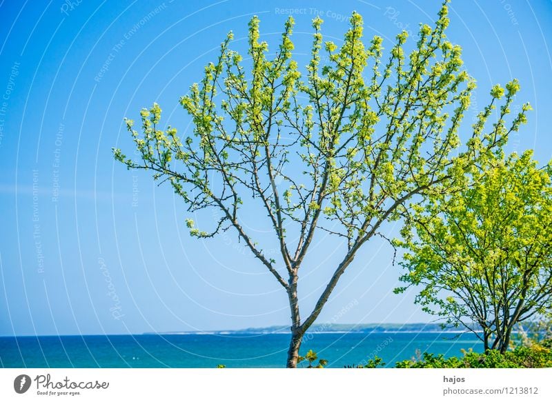 Tree at the Baltic Sea Vacation & Travel Far-off places Summer Summer vacation Beach Ocean Environment Nature Landscape Weather Coast Lake Blue Green Idyll