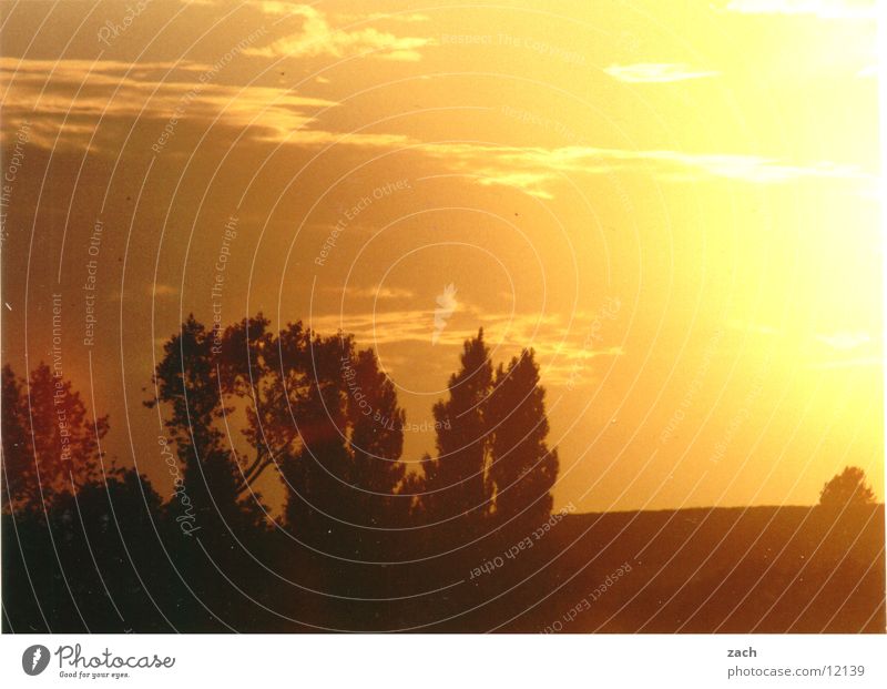 sunburn Colour photo Exterior shot Deserted Copy Space top Twilight Silhouette Sunrise Sunset Back-light Central perspective Landscape Sky Clouds Tree Field