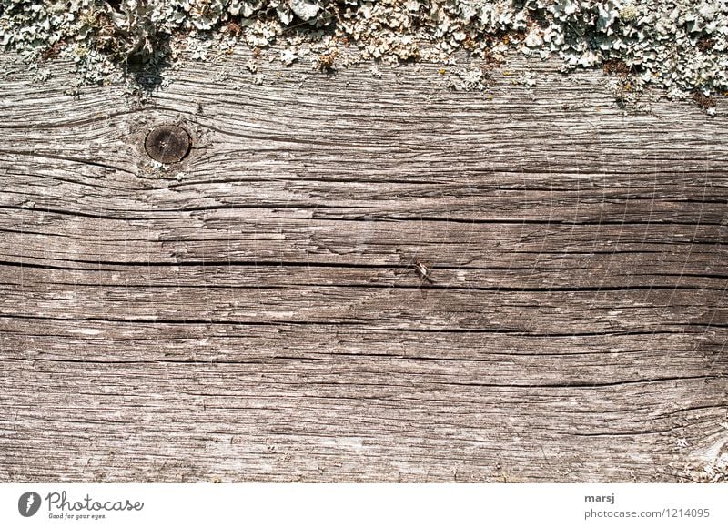 Yeah, there's an insect sitting there. Plant Moss Lichen Wood Old Brown Knothole fence board Weathered Patina Frame Tracks Background picture deceased