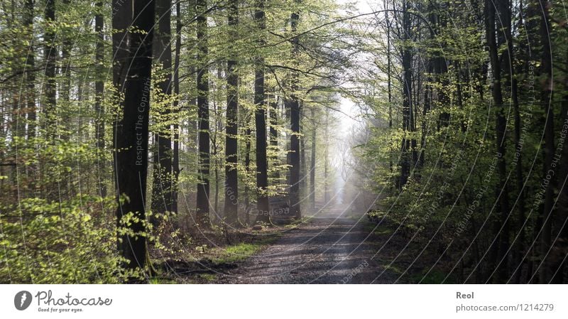 forest path Hiking Promenade Nature Landscape Spring Summer Beautiful weather Plant Tree Wild plant Beech tree Forest Beech wood Green Spring fever Homesickness