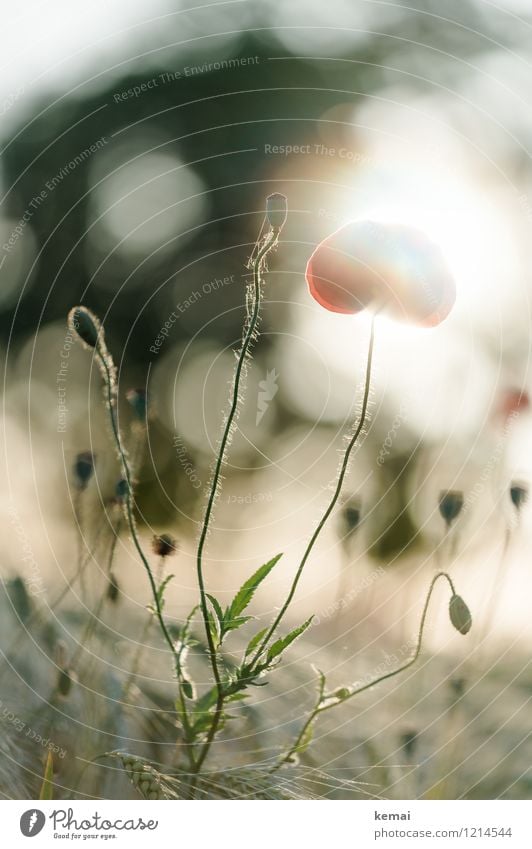 Spreedorado | The Forms of the Poppies Environment Nature Plant Sun Sunrise Sunset Sunlight Summer Beautiful weather Blossom Wild plant Poppy Poppy blossom