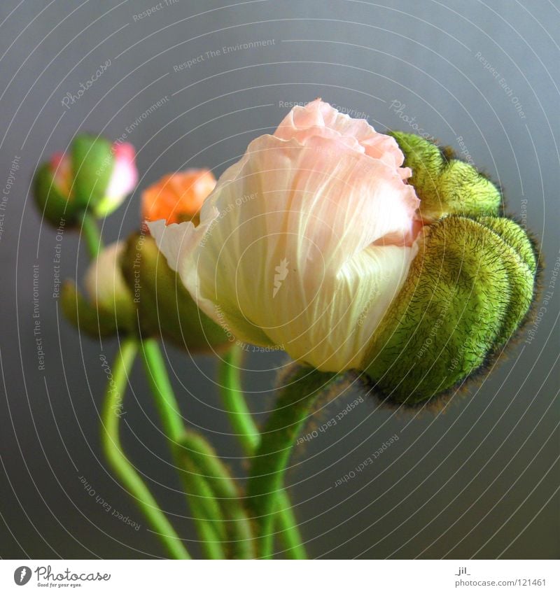 five poppies Poppy Poppy blossom Round Pink Bright yellow Green Gray Beautiful Structures and shapes volumes Orange