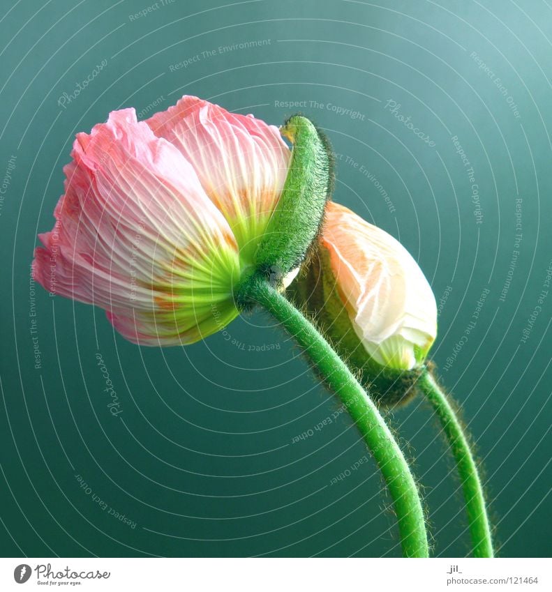 two poppies Poppy Poppy blossom Flower Pink Yellow Green Turquoise Gray Beautiful Structures and shapes Orange