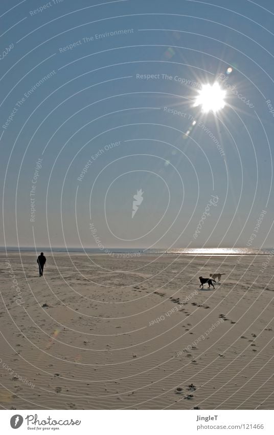 pseudo giant Beach Coast Ocean Lake Body of water Tide Waves Footprint Playing Clouds Dog Black Yellow Search To feed Labrador Loneliness Calm Thought Renewal