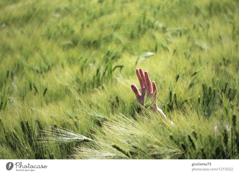 Help! Child Hand 1 Human being 8 - 13 years Infancy Nature Spring Beautiful weather Cornfield Barleyfield Field Green Wound Needy First Aid Wave Seeking help