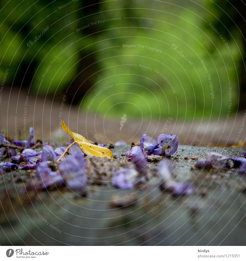 petals Nature Spring Summer Autumn Blossom leave Birch leaves Garden Park Authentic Gloomy Yellow Gray Green Violet Transience Change Colour photo Exterior shot