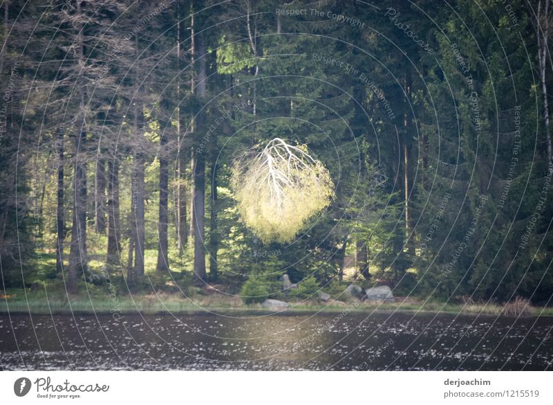 Skywriting.  A tree illuminated by the sun at Fichtelsee. Bavaria. In front the lake and in the background trees. Happy Well-being Trip Nature Elements Spring