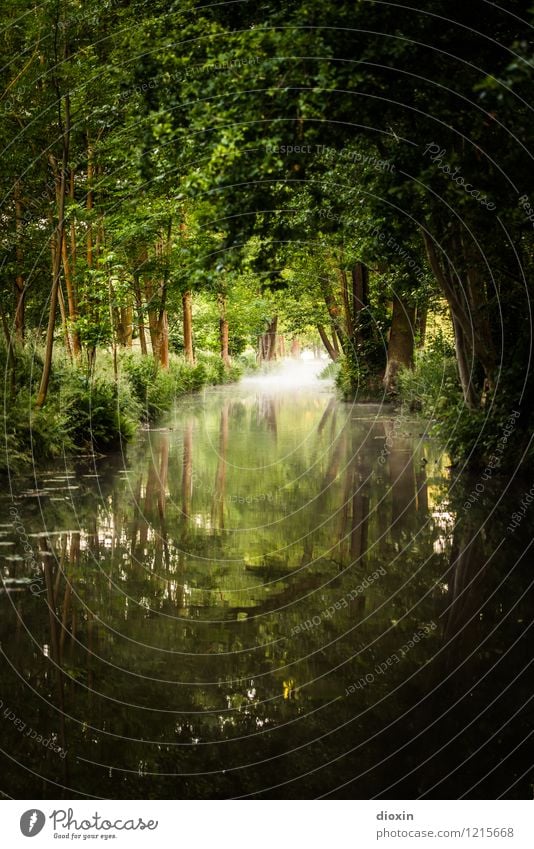 Spreedorado | Spreewald Sunrise [1] Vacation & Travel Tourism Trip Adventure Summer Plant Tree Foliage plant Forest River Dahme-Spreewald Channel Transport