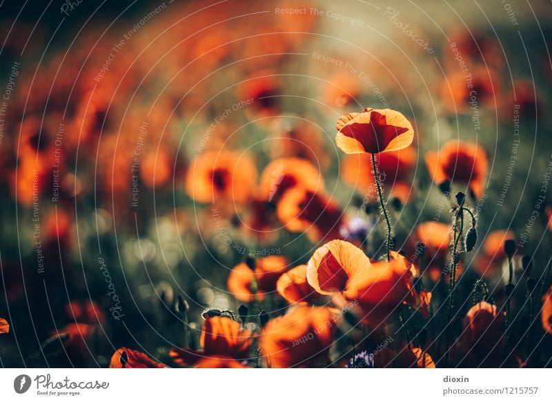 Spreedorado Evening Poppy. Environment Nature Plant Flower Blossom Poppy blossom Poppy field Poppy capsule Corn poppy Field Blossoming Natural Romance