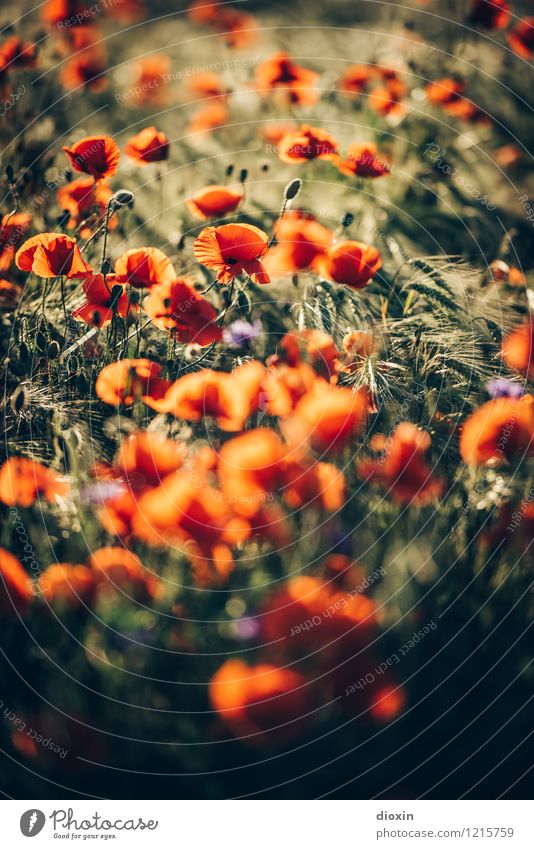 Spreedorado full of poppies. Environment Nature Plant Flower Blossom Agricultural crop Wild plant Poppy Poppy blossom Poppy field Rye Rye field Rye ear Field