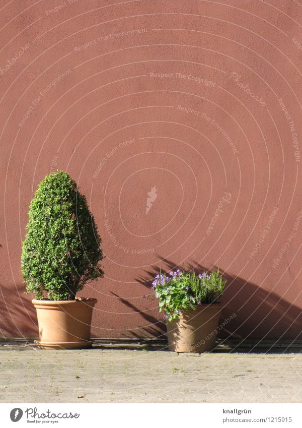 shady Plant Foliage plant Pot plant Wall (barrier) Wall (building) Facade Flowerpot Terracotta Blossoming Stand Town Brown Green Colour Shadow Mediterranean