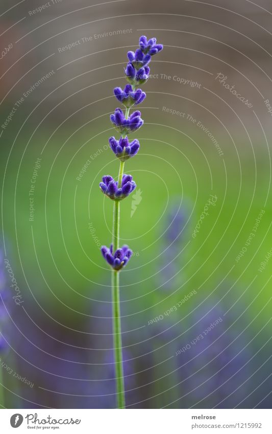 lone fighters Elegant Style Nature Plant Summer Beautiful weather Blossom Wild plant Lavender Flower stem Garden lavender scent Blossoming Fragrance Relaxation