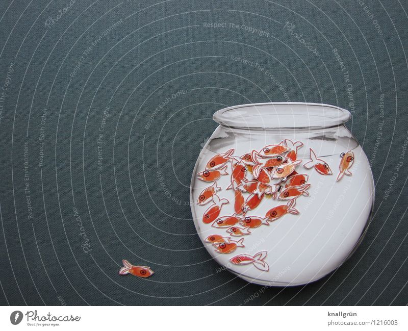 The price of freedom Animal Fish Goldfish Group of animals Flock Aquarium goldfish bowl Observe Lie Looking Swimming & Bathing Maritime Curiosity Round Gray