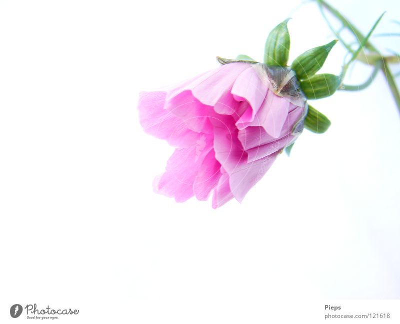 Pink cosmea flower (3) Harmonious Nature Plant Summer Flower Blossom Blossoming Growth Green Anticipation Graceful Cosmos Botany Bud Deploy Development Day