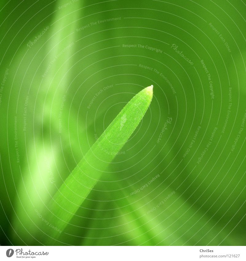 Stand alone : Grass green_02 Green Blade of grass Stalk Sprout Plant One of many Small Reduce Field Loneliness Growth Blur Spring Spring fever Meadow