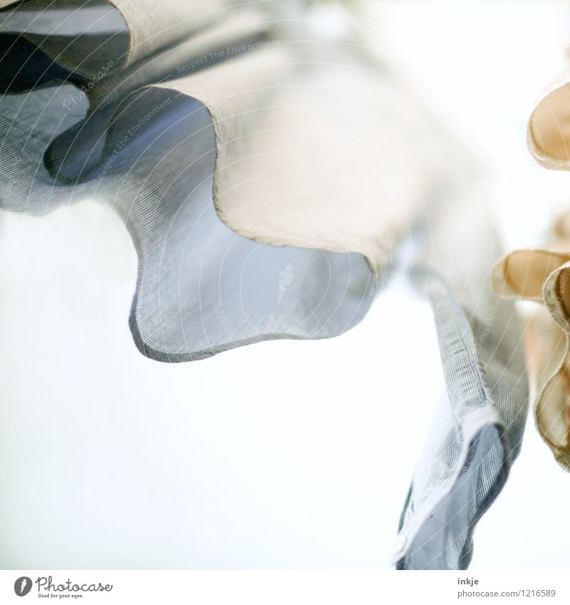 shirt Lifestyle Living or residing Clothing Shirt Hang Fresh Bright Tall Clean Perspective Pastel tone Dry Clothesline Laundry Colour photo Subdued colour