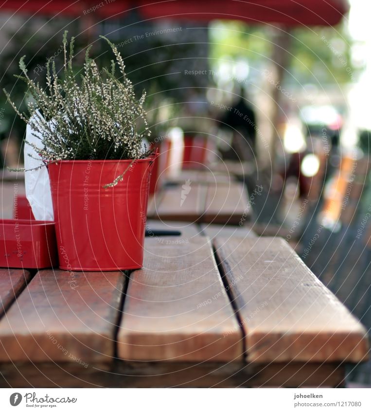 Summer in the city City trip Restaurant Café Sidewalk café Plant Pot plant Cologne North Rhine-Westphalia Small Town Downtown Old town Pedestrian precinct