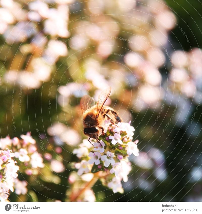 busy bee Nature Plant Animal Summer Beautiful weather Flower Leaf Blossom Agricultural crop Herbs and spices Thyme Marjoram Oregano Garden Park Meadow